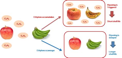 Ethylene Producing Fruits (Everything You Need To Know).